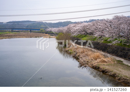 井原堤の桜の風景(井原市) 井原堤の桜の風景(井原市) 141527260