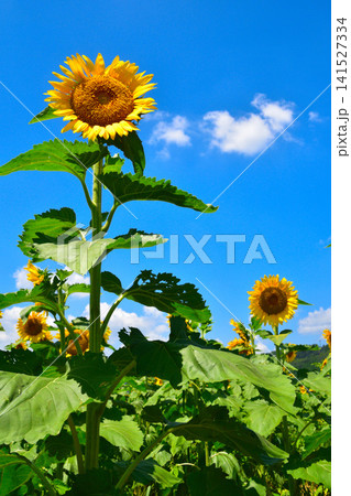 夏　ひまわり花畑 141527334