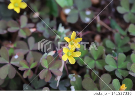 春の道端に咲く黄色い花の中心が赤く、葉も赤みかがったアカカタバミの花 141527336