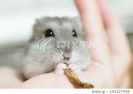 愛らしいジャンガリアンハムスターの食事 愛らしいジャンガリアンハムスターの食事 141527456