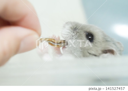 愛らしいジャンガリアンハムスターの食事 愛らしいジャンガリアンハムスターの食事 141527457