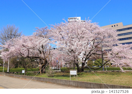 仙台管区気象台の桜の正標本木と副標本木(宮城県仙台市) 仙台管区気象台の桜の正標本木と副標本木(宮城県仙台市) 141527526