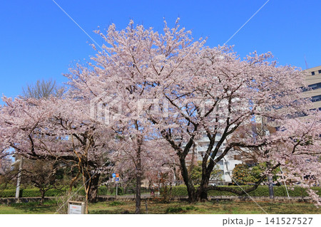 仙台管区気象台の桜の正標本木と副標本木(宮城県仙台市) 仙台管区気象台の桜の正標本木と副標本木(宮城県仙台市) 141527527