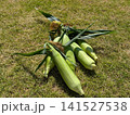 収穫したとうもろこし 141527538