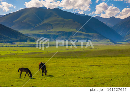 Adult and young horses grazing in mountainous landscape Adult and young horses grazing in mountainous landscape 141527635