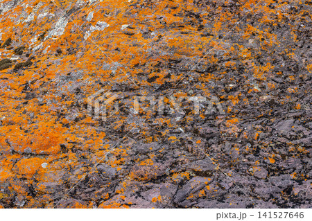 Rugged rock with orange and grey lichen in nature Rugged rock with orange and grey lichen in nature 141527646
