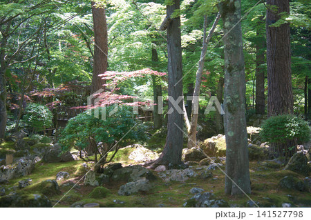 緑豊かな庭園、苔むした岩と木々 緑豊かな庭園、苔むした岩と木々 141527798