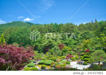緑豊かな日本の庭園と青空 141527801