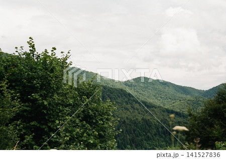 Green forested hills beneath overcast sky, with leafy shrubs in foreground and broad panoramic landscape showing layered woodland slopes, muted daylight, rich vegetation, and serene natural scenery Green forested hills beneath overcast sky, with leafy shrubs in foreground and broad panoramic landscape showing layered woodland slopes, muted daylight, rich vegetation, and serene natural scenery 141527836