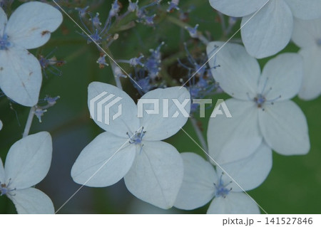 涼やかに咲く白と淡い青のヤマアジサイの花 141527846