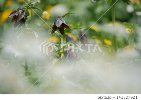 白い前ボケが幻想的なクロユリと高山植物の花畑 141527921