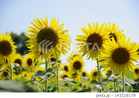 夏の花といえば黄色いヒマワリ 141528179