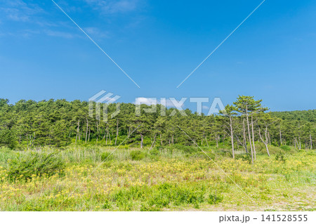 「青森県」初夏の大須賀海岸・種差海岸の風景 八戸市 「青森県」初夏の大須賀海岸・種差海岸の風景 八戸市 141528555