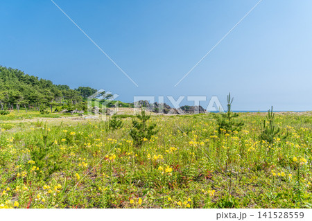 「青森県」初夏の大須賀海岸・種差海岸の風景 八戸市 「青森県」初夏の大須賀海岸・種差海岸の風景 八戸市 141528559