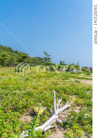 「青森県」初夏の大須賀海岸・種差海岸の風景 八戸市 「青森県」初夏の大須賀海岸・種差海岸の風景 八戸市 141528561
