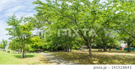 「青森県」新緑の三八城公園の風景 八戸市 「青森県」新緑の三八城公園の風景 八戸市 141528643
