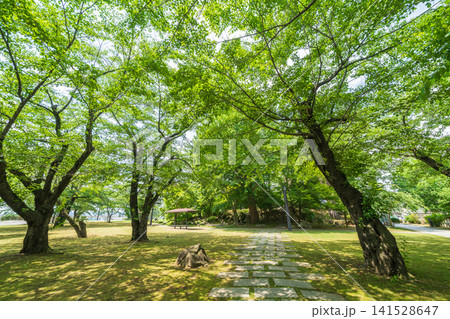 「青森県」新緑の三八城公園の風景 八戸市 「青森県」新緑の三八城公園の風景 八戸市 141528647