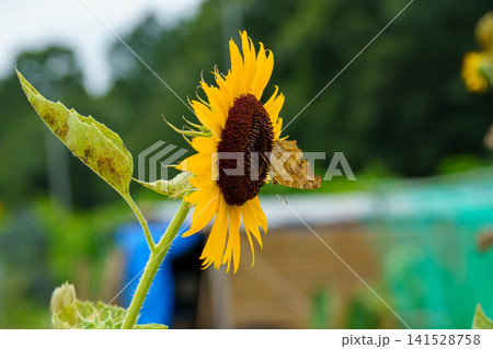 ひまわりの蜜を吸う蜂 ひまわりの蜜を吸う蜂 141528758
