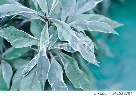 ACANTHACEAE or Daun Rusa or Gendarussa vulgaris, Justicia fragilis Wall cv Variegata or Justicia fragilis Wall var variegata or Justicia gendarussa Variegata or variegated gandarusa or water willow or ACANTHACEAE or Daun Rusa or Gendarussa vulgaris, Justicia fragilis Wall cv Variegata or Justicia fragilis Wall var variegata or Justicia gendarussa Variegata or variegated gandarusa or water willow or 141528794