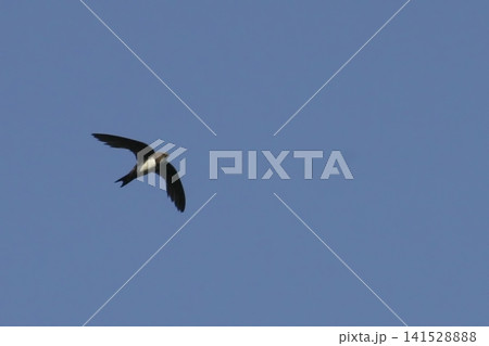 Scene of a Alpine Swift, Tachymarptis melba, in flight Scene of a Alpine Swift, Tachymarptis melba, in flight 141528888