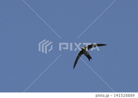 View of an Alpine Swift, Tachymarptis melba, in flight View of an Alpine Swift, Tachymarptis melba, in flight 141528889