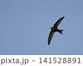 View of a Common Swift, Apus apus, in flight View of a Common Swift, Apus apus, in flight 141528891