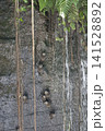 Vertical of Great Dusky Swift, Cypseloides senex, roosting on cliff face Vertical of Great Dusky Swift, Cypseloides senex, roosting on cliff face 141528892