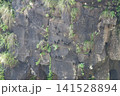 Great Dusky Swift, Cypseloides senex, roosting on cliff face Great Dusky Swift, Cypseloides senex, roosting on cliff face 141528894