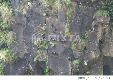 Great Dusky Swift, Cypseloides senex, roosting on cliff face 141528894