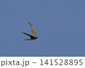 View of a Pallid Swift, Apus pallidus, in flight View of a Pallid Swift, Apus pallidus, in flight 141528895