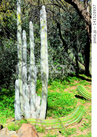 Silver Toarch Cactus - Bolivia 141528937