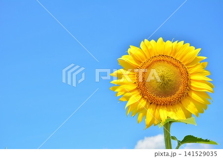 青空に咲くヒマワリの花 青空に咲くヒマワリの花 141529035