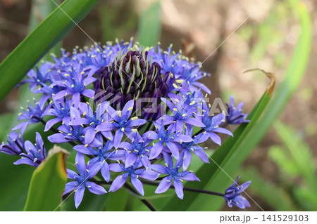 春の庭に咲く青紫色の星形の小花が咲き誇るオオツルボの花 春の庭に咲く青紫色の星形の小花が咲き誇るオオツルボの花 141529103