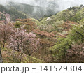霧湧く山桜 141529304