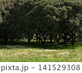 緑の中にある公園の草木 141529308