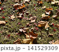 落ち葉の絨毯 141529309