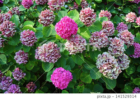 Colorful Hydrangea Bush with Vibrant Pink and Fading Blooms. Colorful Hydrangea Bush with Vibrant Pink and Fading Blooms. 141529314