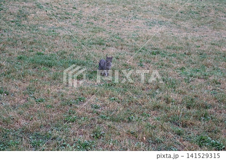 Gray Tabby Cat Standing in Grassy Field. Gray Tabby Cat Standing in Grassy Field. 141529315