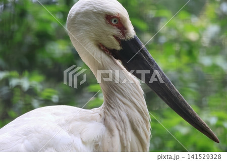 コウノトリ コウノトリ 141529328
