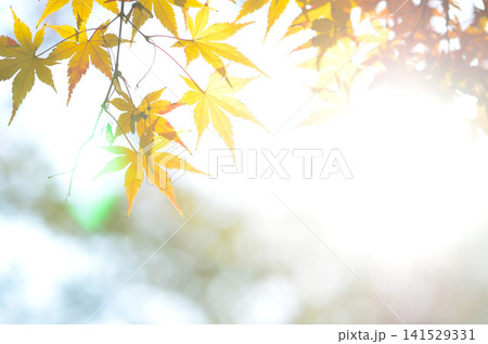 鮮やかな紅葉 141529331