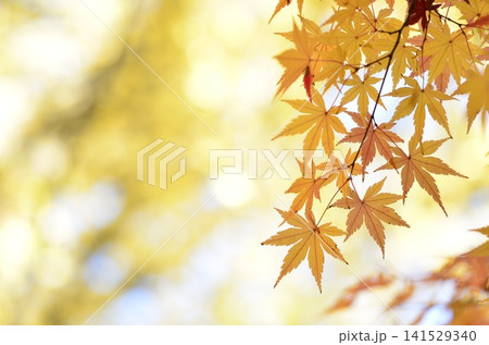 鮮やかな紅葉 141529340