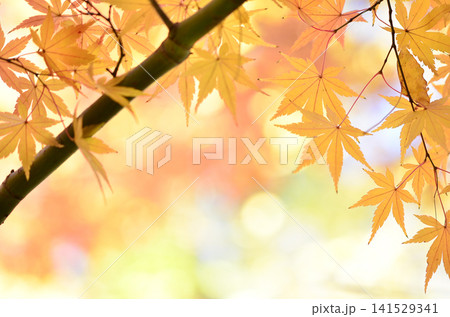 鮮やかな紅葉 141529341