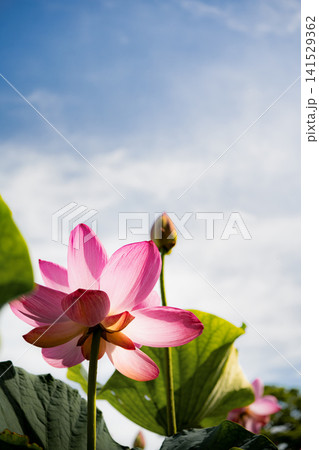 青空に向かって咲くピンクのハスの花と蕾 青空に向かって咲くピンクのハスの花と蕾 141529362