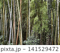 林の中に群生する竹 141529472