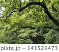 新緑の季節の樹木 141529473