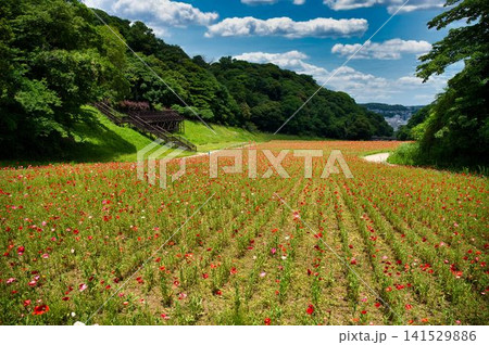 ポピー園丘からの景色 ポピー園丘からの景色 141529886