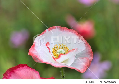 オレンジが可憐なポピーの花 141529889