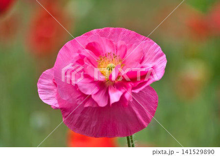 ピンクポピーの花 ピンクポピーの花 141529890