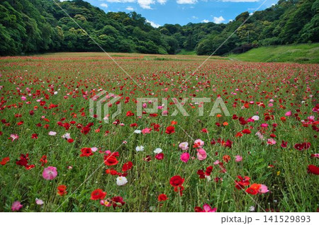 森までいっぱいなポピーの花 141529893