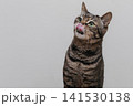 舌なめずりをする猫 141530138